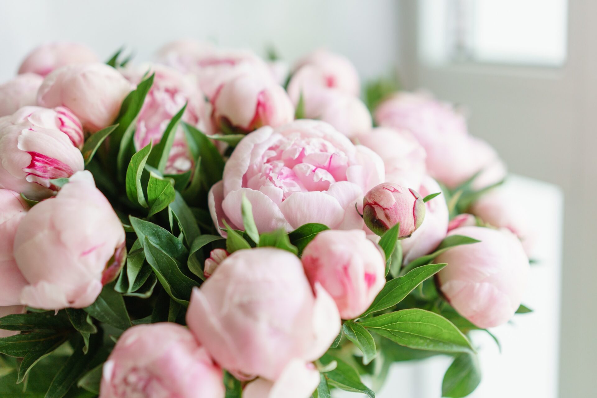 Lovely flowers in glass vase. Beautiful bouquet of pink peonies . Floral composition, scene, daylight. Lovely flowers in glass vase. Beautiful bouquet of pink peonies . Floral composition, scene, daylight.<br />