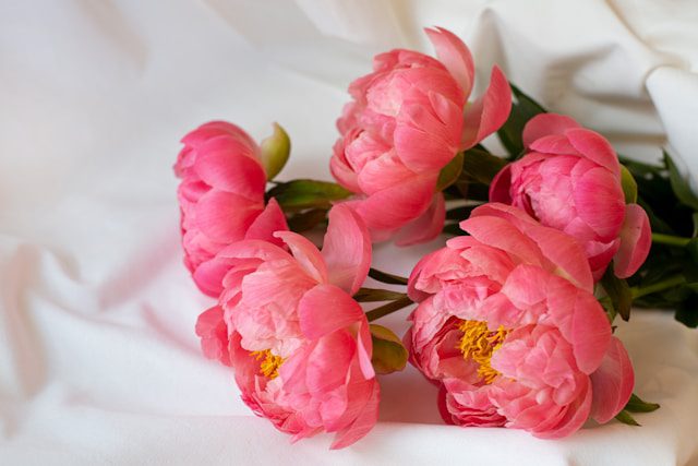 spring pink peony bouquet spring pink peony bouquet<br />