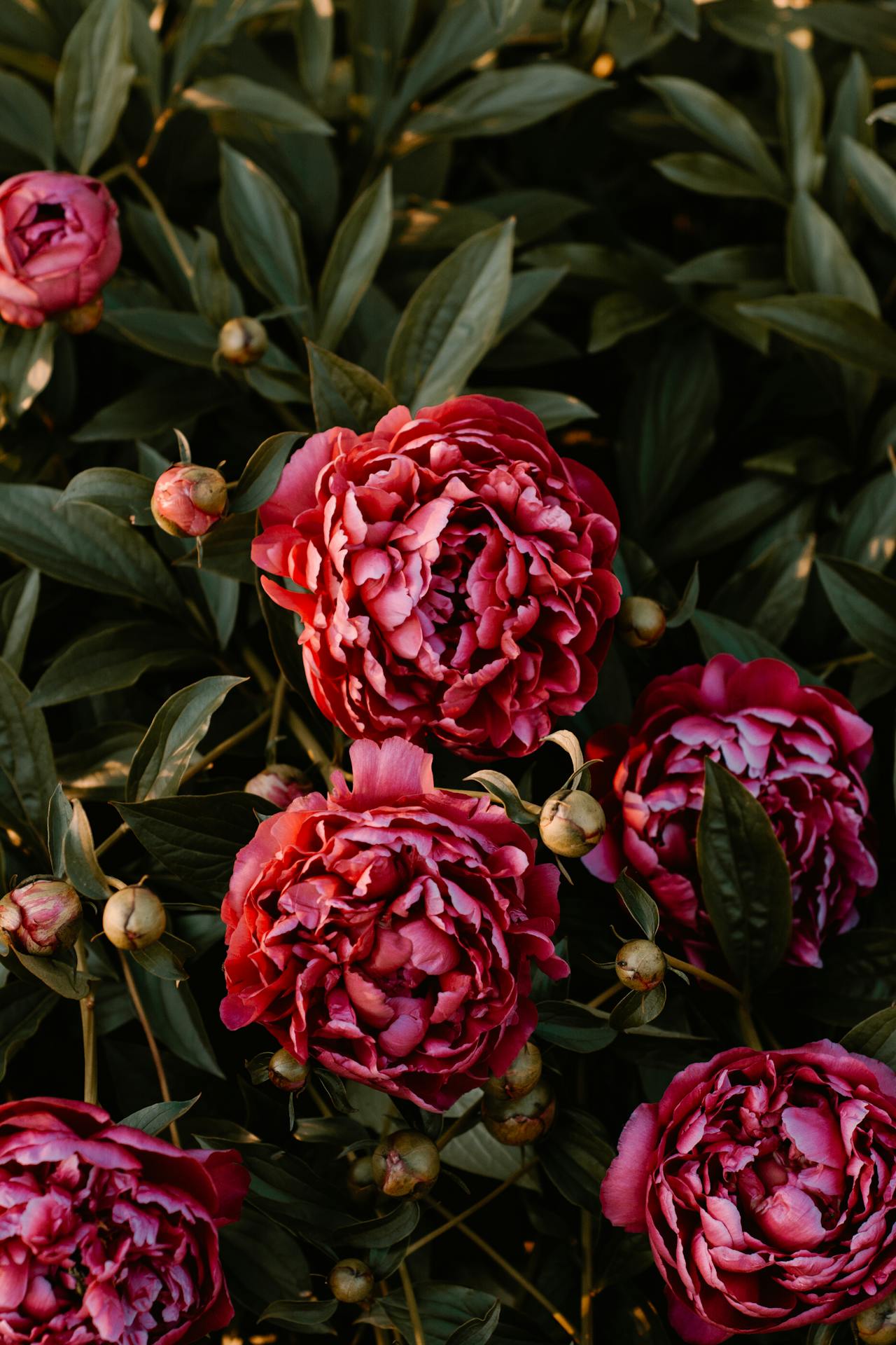 Close-Up Photo of Flowers Close-Up Photo of Flowers