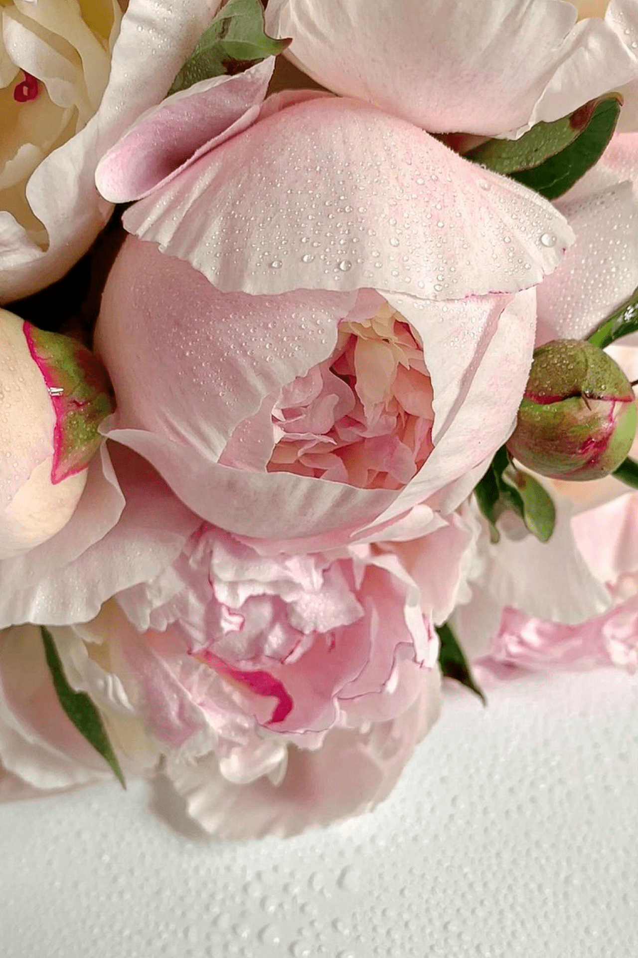 Close-Up Shot of Pink Peonies in Bloom Close-Up Shot of Pink Peonies in Bloom<br />