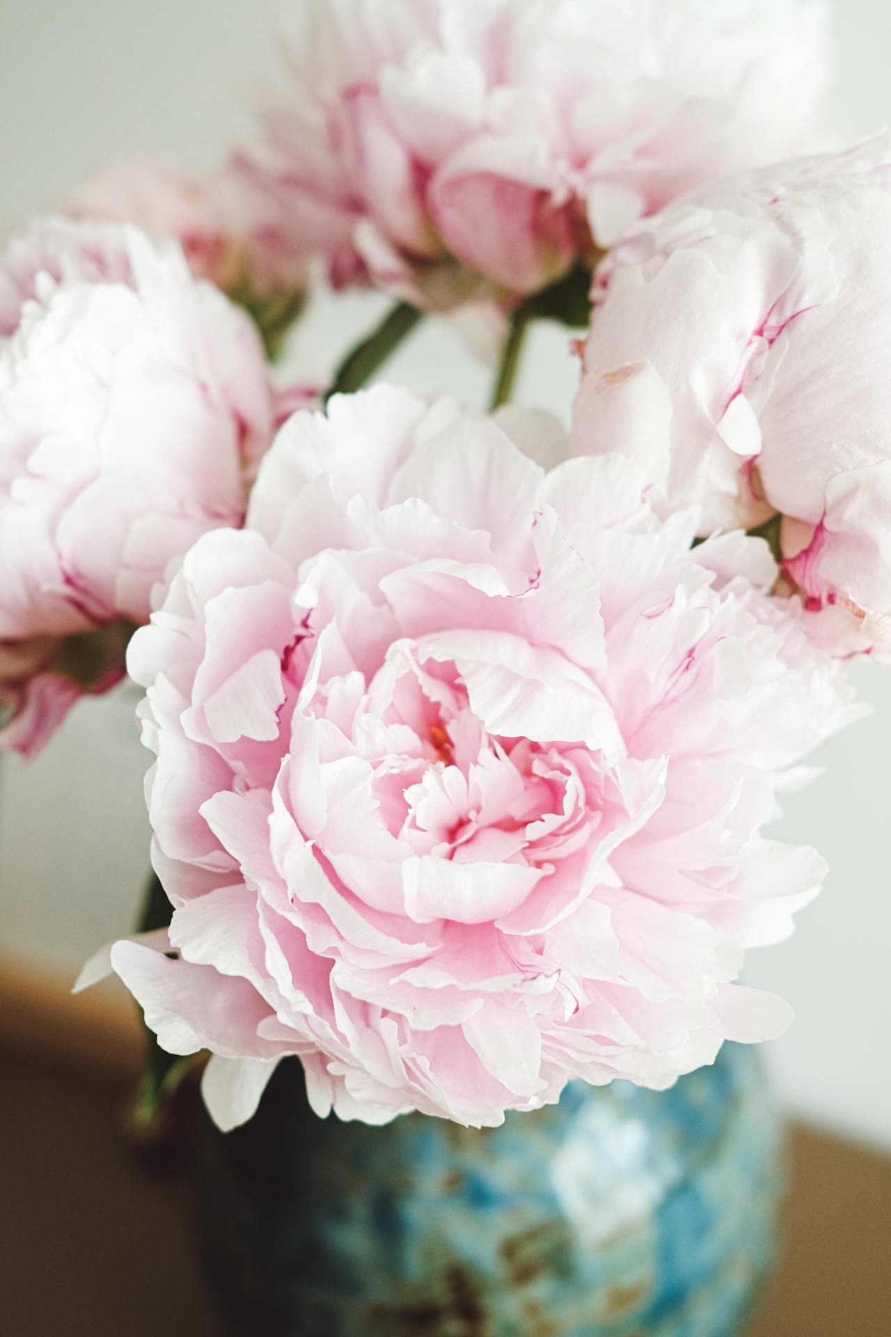 Close-up of Peony Flowers in a Vase Close-up of Peony Flowers in a Vase