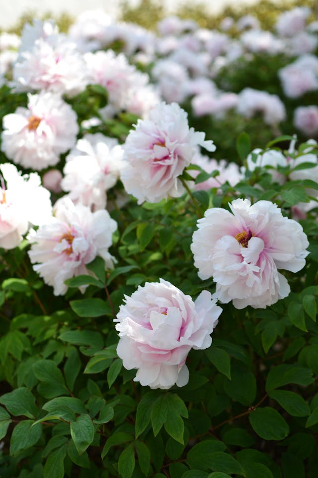 Close-up of Peony Flowers Close-up of Peony Flowers